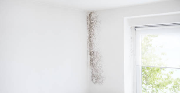 Mold Removal for HVAC Installations in Somerdale, NJ