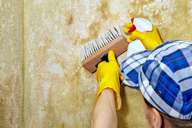 Best Black Mold Removal  in Somerdale, NJ
