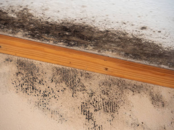 Best Environmental Consulting for Mold Prevention  in Somerdale, NJ