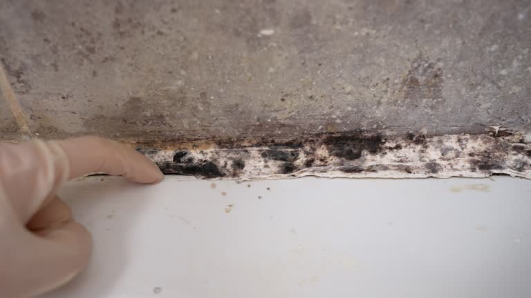 Best Industrial Mold Remediation  in Somerdale, NJ
